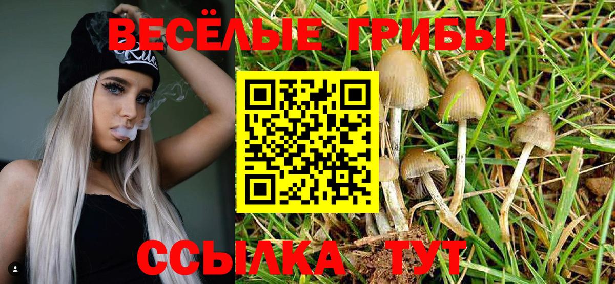 Галлюциногенные грибы Psilocybe  Псилоцибиновые грибы Psilocybe  Малоярославец  Вход с VPN 